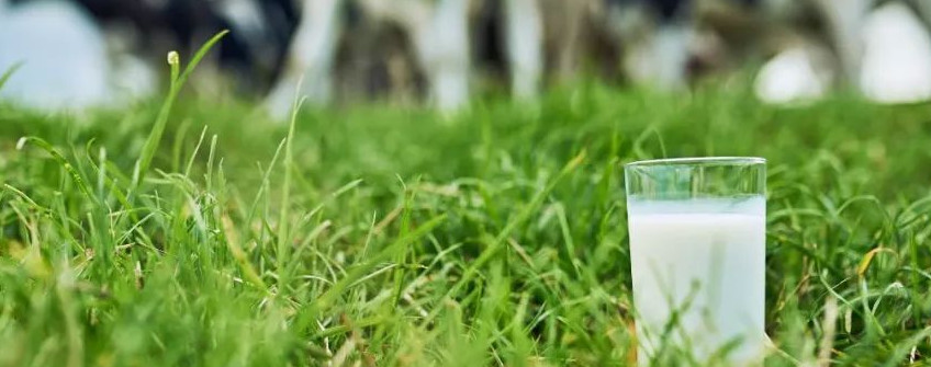 香港清关：牛奶入口香港流程